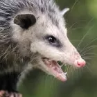 Business 1 image SES POSSUM REMOVAL MELBOURNE Pest Control in Melbourne VIC