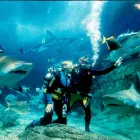 Business 1 image SHARK DIVE XTREME Tourist Attractions in Sydney NSW