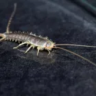 Business 1 image SILVERFISH CONTROL MELBOURNE Pest Control in Melbourne VIC