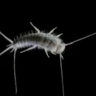 Business 1 image SILVERFISH EXTERMINATION ADELAIDE Pest Control in Adelaide SA