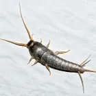 Business 2 image SILVERFISH EXTERMINATION ADELAIDE Pest Control in Adelaide SA