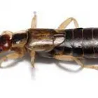 Business 3 image SILVERFISH EXTERMINATION ADELAIDE Pest Control in Adelaide SA