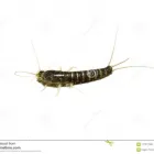 Business 4 image SILVERFISH EXTERMINATION ADELAIDE Pest Control in Adelaide SA