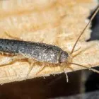 Business 3 image SILVERFISH EXTERMINATION PERTH Pest Control in Perth WA
