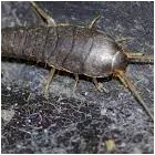 Business 4 image SILVERFISH EXTERMINATION PERTH Pest Control in Perth WA