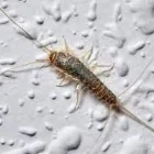 Business 6 image SILVERFISH EXTERMINATION PERTH Pest Control in Perth WA