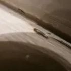 Business 8 image SILVERFISH EXTERMINATION PERTH Pest Control in Perth WA