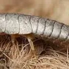 Business 1 image SILVERFISH EXTERMINATION SYDNEY Pest Control in Sydney NSW