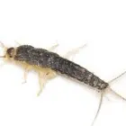 Business 2 image SILVERFISH EXTERMINATION SYDNEY Pest Control in Sydney NSW
