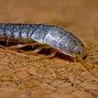 Business 5 image SILVERFISH EXTERMINATION SYDNEY Pest Control in Sydney NSW
