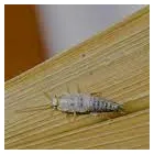 Business 7 image SILVERFISH EXTERMINATION SYDNEY Pest Control in Sydney NSW