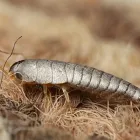 Business 1 image SILVERFISH PEST CONTROL PERTH Pest Control in Perth WA