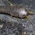 Business 2 image SILVERFISH PEST CONTROL PERTH Pest Control in Perth WA