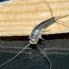 Business 4 image SILVERFISH PEST CONTROL PERTH Pest Control in Perth WA