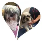 Business 1 image SNIP DOG GROOMING STUDIO Pet Groomers in Gordon ACT