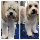 Business 2 image SNIP DOG GROOMING STUDIO Pet Groomers in Gordon ACT