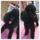 Business 3 image SNIP DOG GROOMING STUDIO Pet Groomers in Gordon ACT