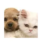 Business 1 image SOUTHERN ANIMAL EMERGENCY CENTRE Veterinary Hospital in Highett VIC