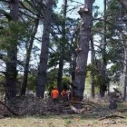 Business 1 image SPARTAN TREE SERVICES Tree Removal Service in Safety Beach VIC