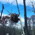 Business 6 image SPARTAN TREE SERVICES Tree Removal Service in Safety Beach VIC