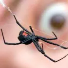 Business 1 image SPIDER EXTERMINATION PERTH Pest Control in Perth WA