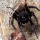 Business 2 image SPIDER EXTERMINATION PERTH Pest Control in Perth WA