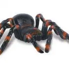 Business 4 image SPIDER EXTERMINATION PERTH Pest Control in Perth WA