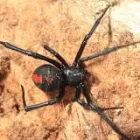 Business 6 image SPIDER EXTERMINATION PERTH Pest Control in Perth WA