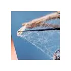 Business 7 image SPIDER EXTERMINATION PERTH Pest Control in Perth WA