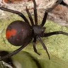 Business 9 image SPIDER EXTERMINATION PERTH Pest Control in Perth WA