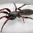 Business 10 image SPIDER EXTERMINATION PERTH Pest Control in Perth WA
