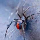 Business 11 image SPIDER EXTERMINATION PERTH Pest Control in Perth WA