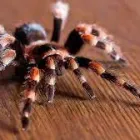 Business 2 image SPIDER INSPECTION ADELAIDE Pest Control in Adelaide SA