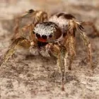 Business 3 image SPIDER INSPECTION ADELAIDE Pest Control in Adelaide SA