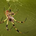 Business 4 image SPIDER INSPECTION PERTH Pest Control in Perth WA