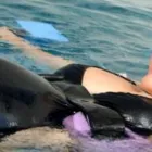 Business 6 image SPORTSMED SUBIACO Swimming Classes in Subiaco WA