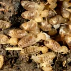 Business 3 image SQUEAK PEST CONTROL MELBOURNE in Melbourne VIC