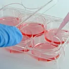 Business 2 image STEM LIFE Online Consultation in Perth WA