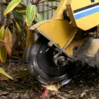 Business 2 image STUMP TIME - TREE REMOVALS, TREE PRUNING & STUMP REMOVALS GOLD COAST Tree Surgery in Molendinar QLD