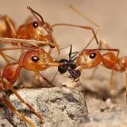 Business 1 image SUNSHINE COAST PEST CONTROL Termite Inspection in Buderim QLD