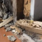 Business 3 image SUNSHINE COAST PEST CONTROL Termite Inspection in Buderim QLD