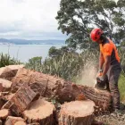 Business 3 image SUNSHINE COAST TREE LOPPING CALOUNDRA Tree & Stump Removal Services in Caloundra QLD