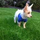 Business 5 image SUPERIOR ARTIFICIAL TURF SUPPLIES Turf & Lawn Suppliers in Applecross WA