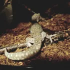 Business 1 image TAILS & SCALES PET SITTING Reptile Sitting in Lake Heights NSW