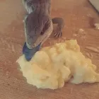 Business 2 image TAILS & SCALES PET SITTING Reptile Sitting in Lake Heights NSW