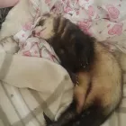 Business 3 image TAILS & SCALES PET SITTING Reptile Sitting in Lake Heights NSW