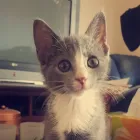 Business 4 image TAILS & SCALES PET SITTING Reptile Sitting in Lake Heights NSW