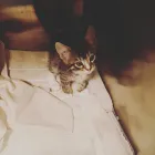 Business 6 image TAILS & SCALES PET SITTING Reptile Sitting in Lake Heights NSW