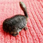 Business 7 image TAILS & SCALES PET SITTING Reptile Sitting in Lake Heights NSW