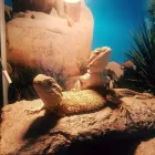 Business 8 image TAILS & SCALES PET SITTING Reptile Sitting in Lake Heights NSW